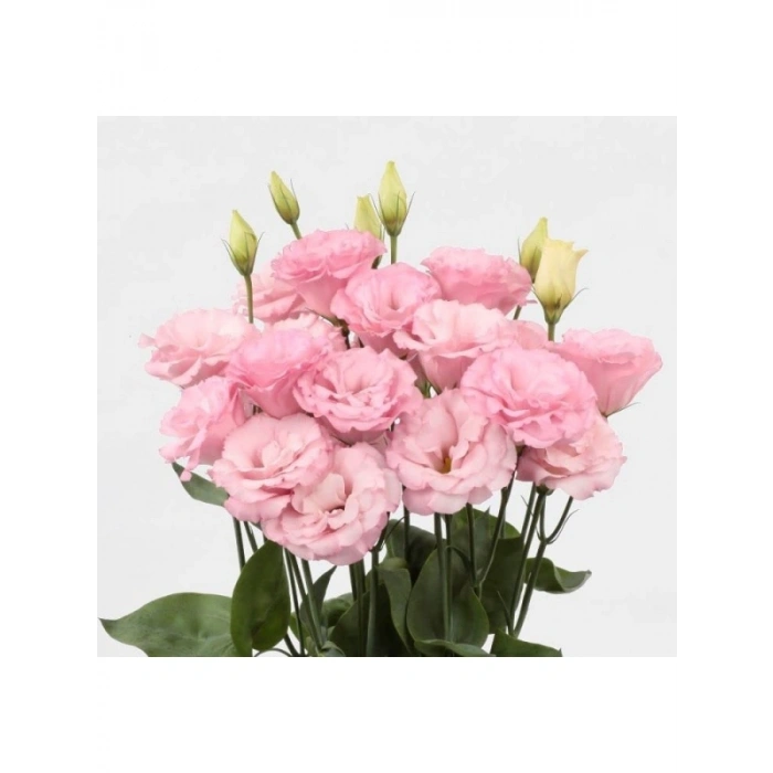 Pembe Katmerli Bodur Lisianthus Çiçeği Tohumu - 5 Adet