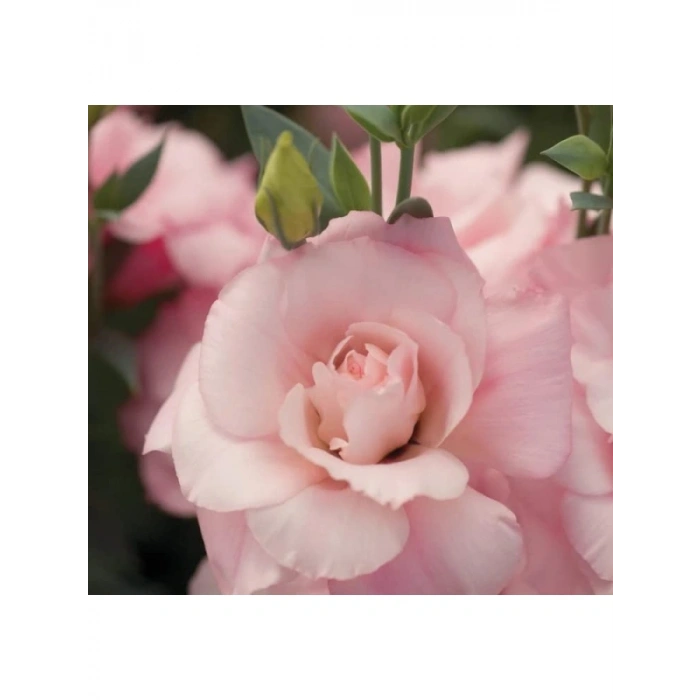 Pembe Katmerli Bodur Lisianthus Çiçeği Tohumu - 5 Adet