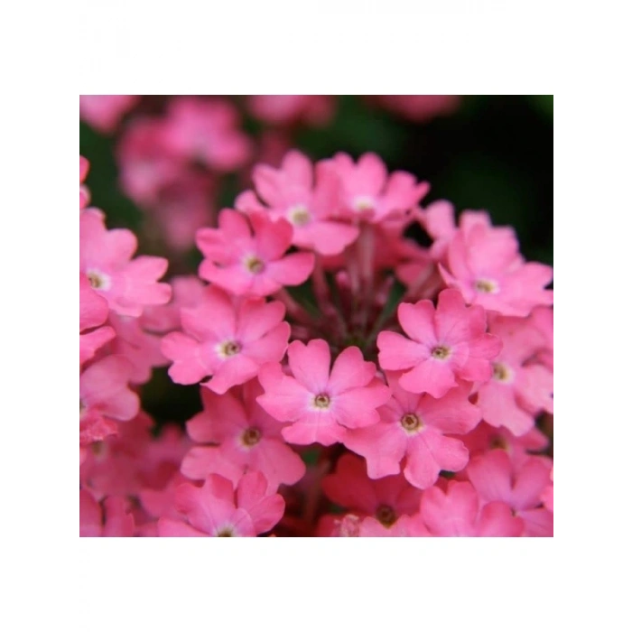 Pembe Mine Çiçeği F1 Tohumu - 20 Adet