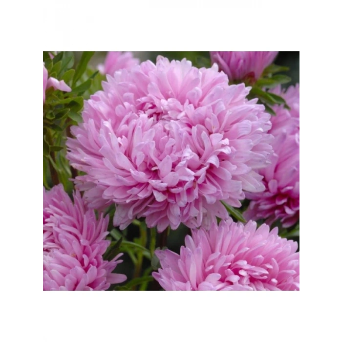 Pembe Renkli Kasımpatı Tohumu - 20 Adet