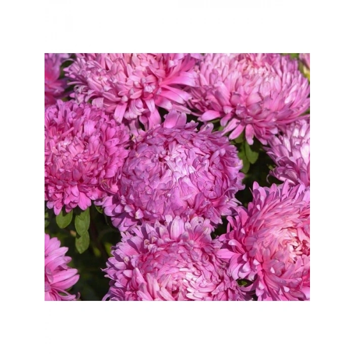 Pembe Renkli Kasımpatı Tohumu - 20 Adet