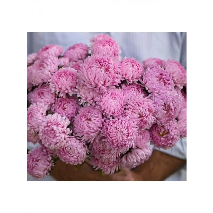 Pembe Renkli Kasımpatı Tohumu - 20 Adet