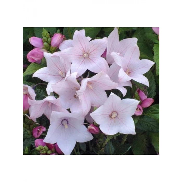 Pembe Renkli Katmerli Balon Çiçeği - 5 Adet Tohum