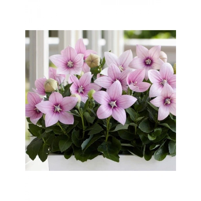 Pembe Renkli Katmerli Balon Çiçeği - 5 Adet Tohum