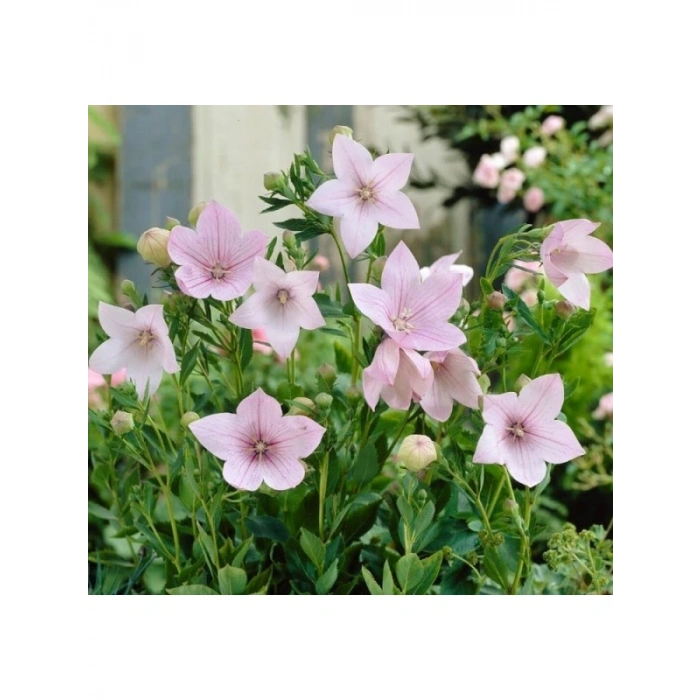 Pembe Renkli Katmerli Balon Çiçeği - 5 Adet Tohum