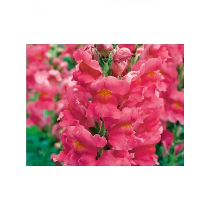 Pembe Uzun Boylu Aslan Ağzı Tohumu - 25 Tohum