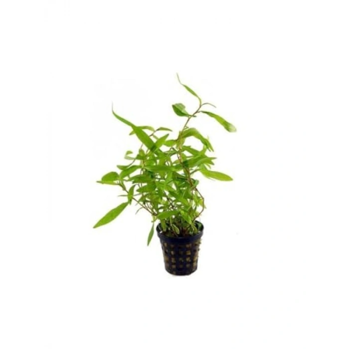 Persicaria Sao Paulo Canlı Bitki - Bakımı Kolay