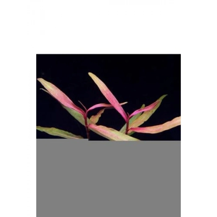 Persicaria Sao Paulo Canlı Bitki - Bakımı Kolay