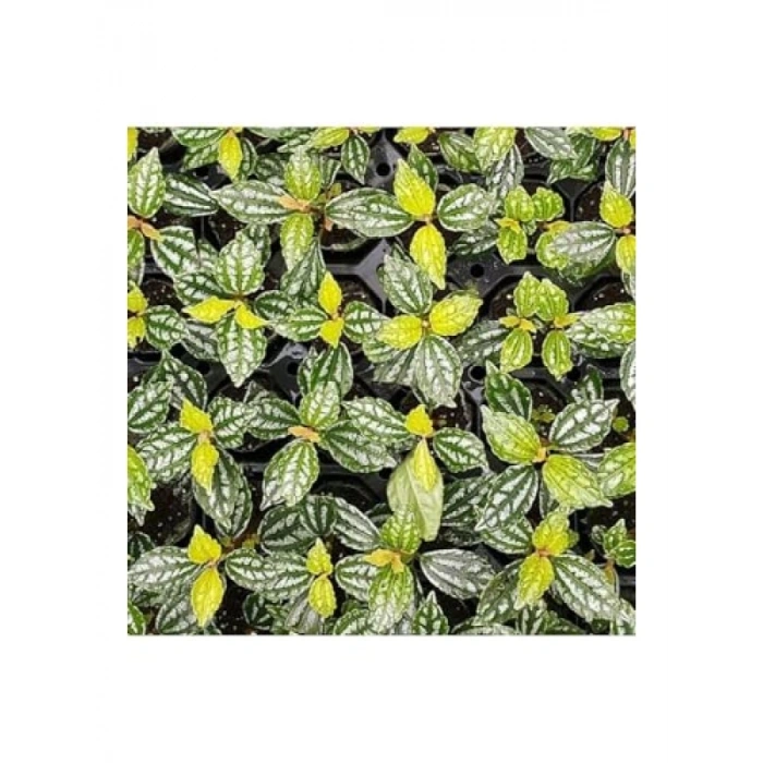 Pilea Cadierei Nana Saksı Canlı Bitki