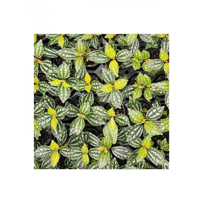 Pilea Cadierei Nana, Saksıda Canlı Bitki, Dekoratif Seçim