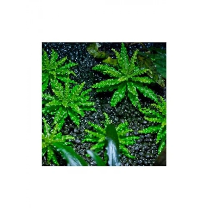 Pogostemon Helferi In Vitro Cup Canlı Bitki