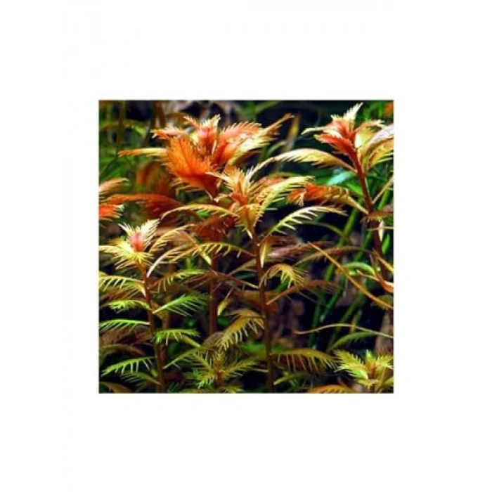 Proserpinaca Palustris Saksı Canlı Bitki - TR-P300