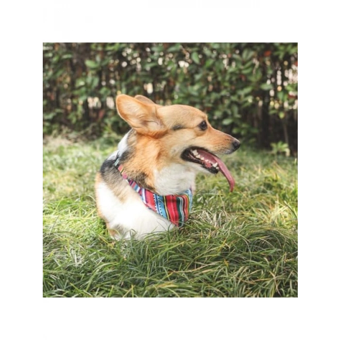 Rahat Evcil Hayvan Bandana Yaka - Urban Style Jazz Stripes