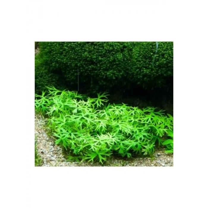 Ranunculus İnundatus Cup In Vitro Canlı Bitki