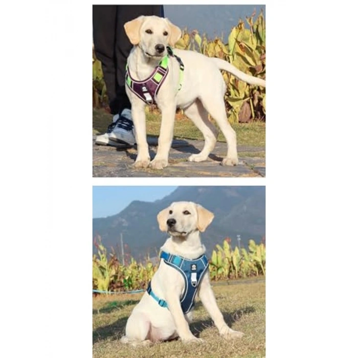 Reflektörlü Tasmalı Köpek Seti, Mavi, L