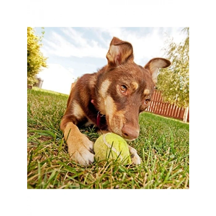 Renkli Desenli Tenis Topu - 3lü Set, Kedi & Köpek Oyuncağı
