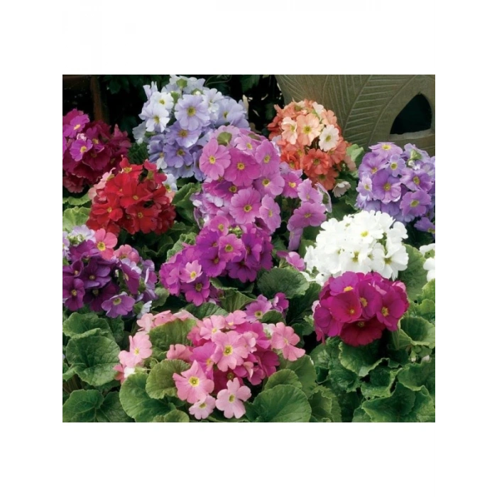 Renkli Onbir Ay Çiçeği Tohumu - 8 Tohum