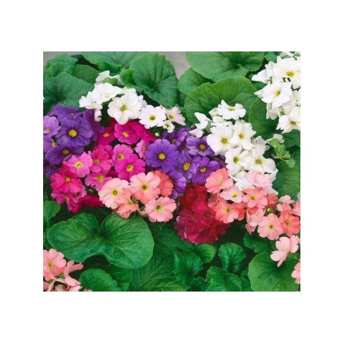 Renkli Onbir Ay Çiçeği Tohumu - 8 Tohum