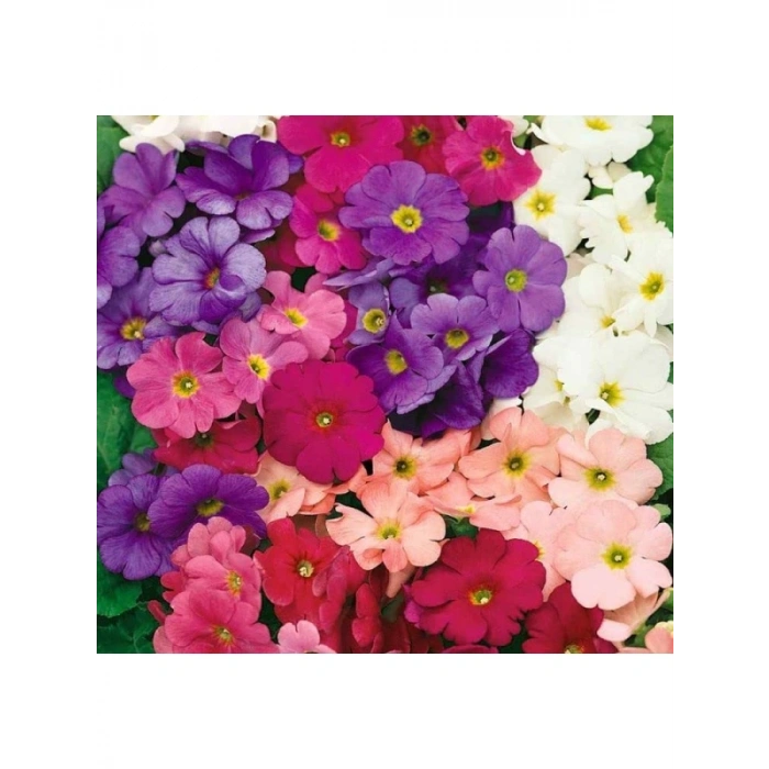 Renkli Onbir Ay Çiçeği Tohumu - 8 Tohum