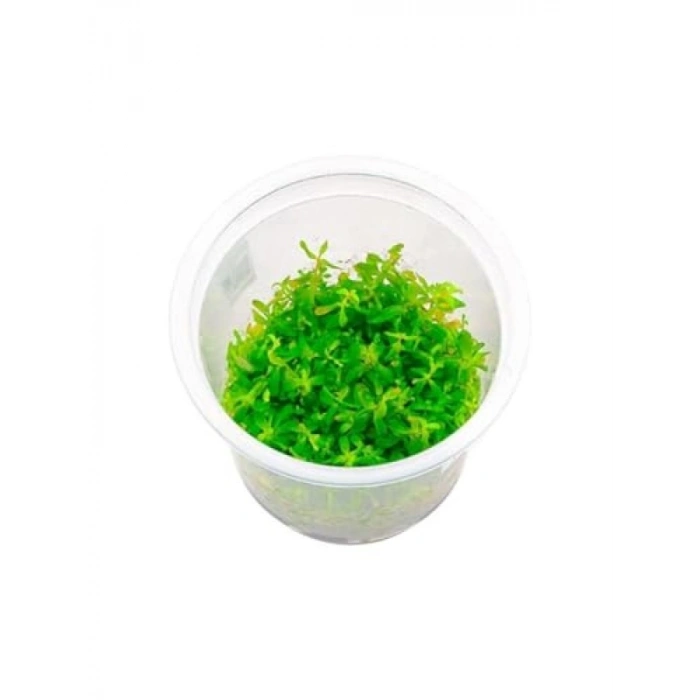 Rotala Ceylon İn Vitro Canlı Bitki - Su Altı Dekorasyonu İçin İdeal