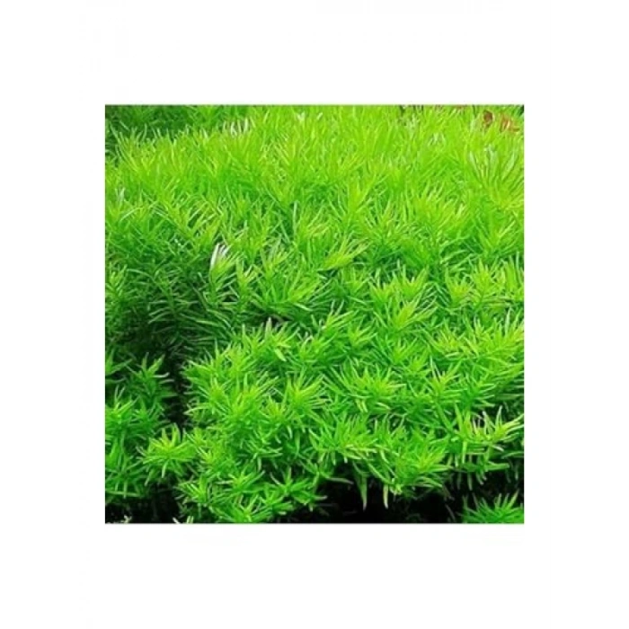 Rotala Indica Green In Vitro - Canlı Bitki 200cc