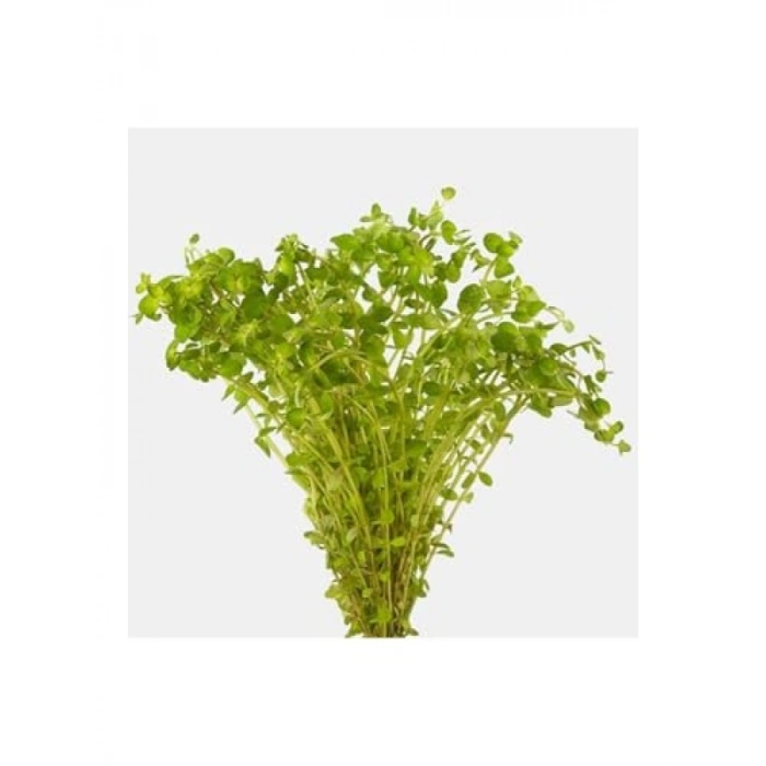 Rotala Indica Red İn Vitro Canlı Bitki - Akvaryum İçin Renkli Seçim