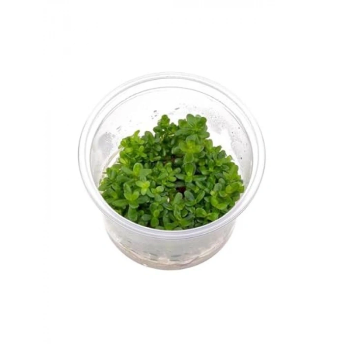 Rotala Indica Red İn Vitro Canlı Bitki - Akvaryum İçin Renkli Seçim