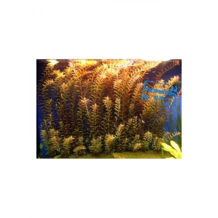 Rotala Indica Saksı Canlı Bitki - B105