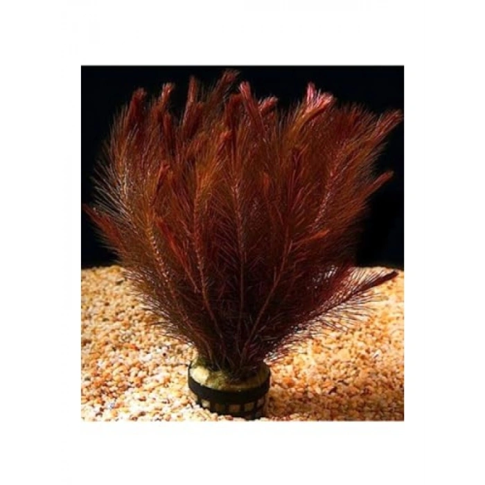 Rotala Wallichii Red 8-10 Kök Canlı Bitki
