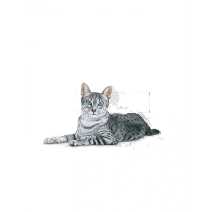 Royal Canin Indoor + 7 Yaş Kuru Kedi Maması, 3.5 Kg