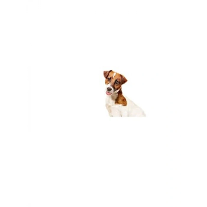 Royal Canin Mini Adult Yetişkin Köpek Konservesi 195 Gr (12 Adet)