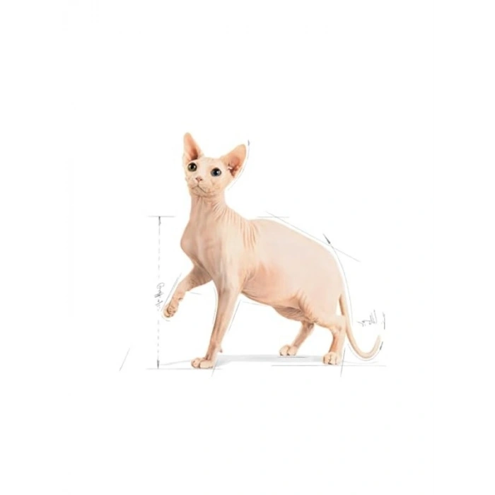 Royal Canin Sphynx Kedi Maması, 2 Kg