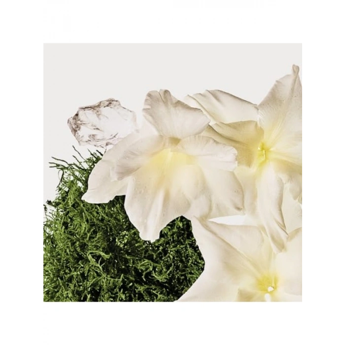 Saç ve Vücut Misti - Pamuk ve Misk Aromalı - 236 ml