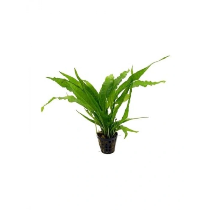 Saksı İçerisinde Canlı Microsorium Pteropus Bitkisi