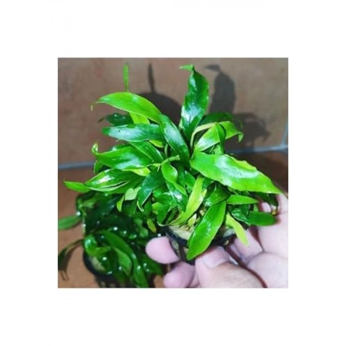 Saksıda Canlı Anubias Glabra Minima Bitkisi