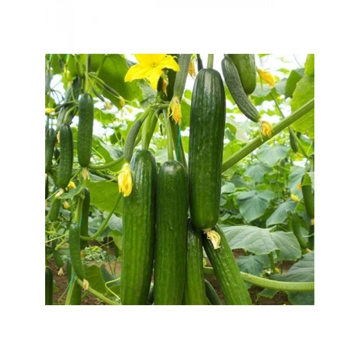 Salatalık Sırık Tohumu - 20 Adet