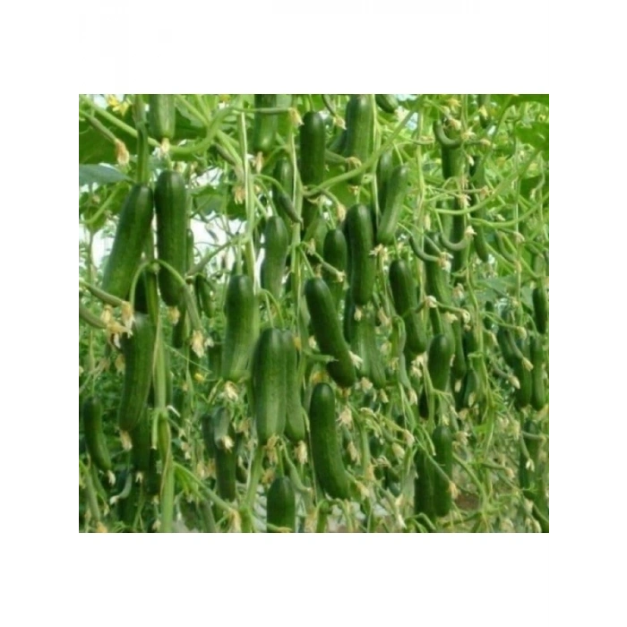 Salatalık Sırık Tohumu - 20 Adet