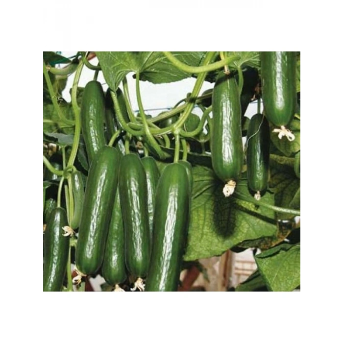 Salatalık Sırık Tohumu - 20 Adet