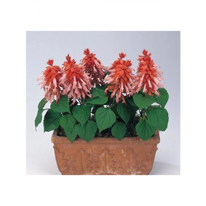 Salvia F1 Tohumu - Somon Ateş Çiçeği, 30 Tohum