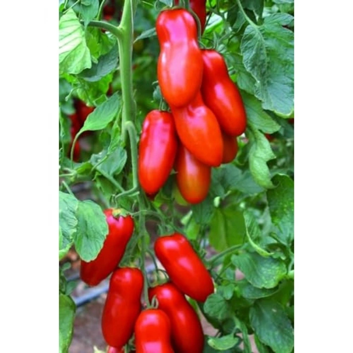 San Marzano Domates Tohumu, 10+ Adet Paket, Verimli Üretim
