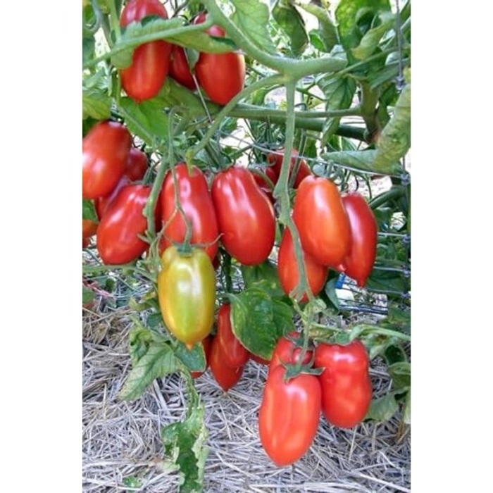 San Marzano Domates Tohumu, 10+ Adet Paket, Verimli Üretim