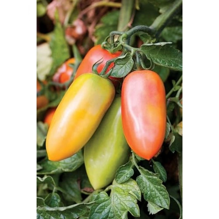 San Marzano Domates Tohumu, 10+ Adet Paket, Verimli Üretim