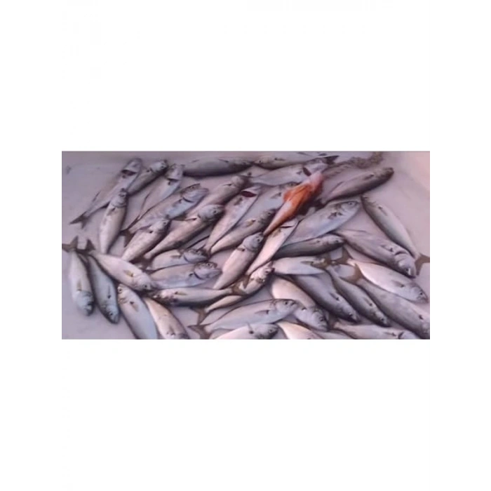 Sardalya Jig Yemi 20gr, 60mm, Balık Avı için İdeal Seçenek