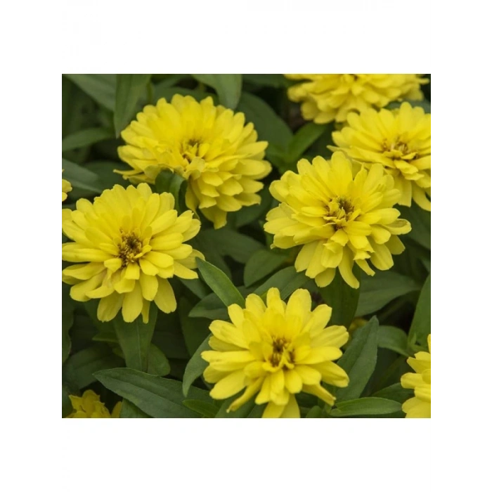 Sarı Kirli Hanım (İri Çiçek) Tohumu - 5 Adet