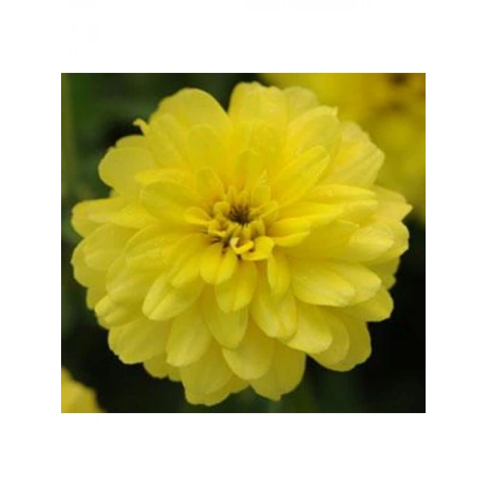 Sarı Kirli Hanım (İri Çiçek) Tohumu - 5 Adet