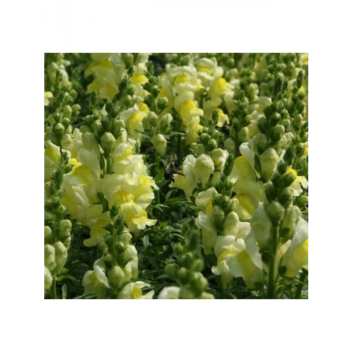 Sarı Renkli Aslanağzı Tohumu (Kesimlik) - 20 Tohum