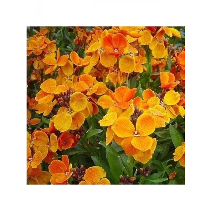 Şebboy Çiçeği Sarı Turuncu Renk Çiçek Tohumu 1 PAKET (100 Adet)