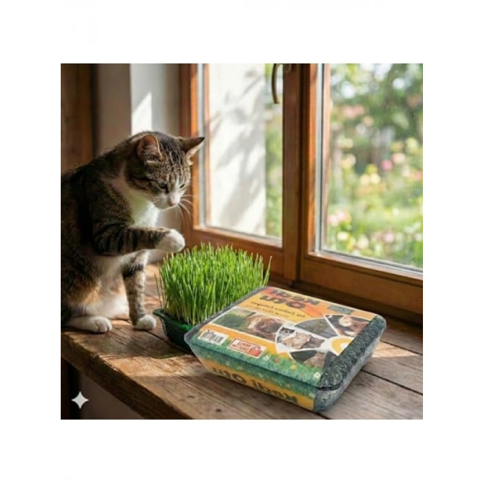 Sindirim Rahatlatıcı Kedi Çimi