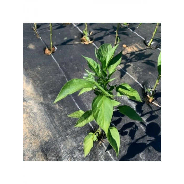 Siyah Renk Jüt Taban Yabani Ot Engelleme Örtüsü - 0,5 M x 1 M