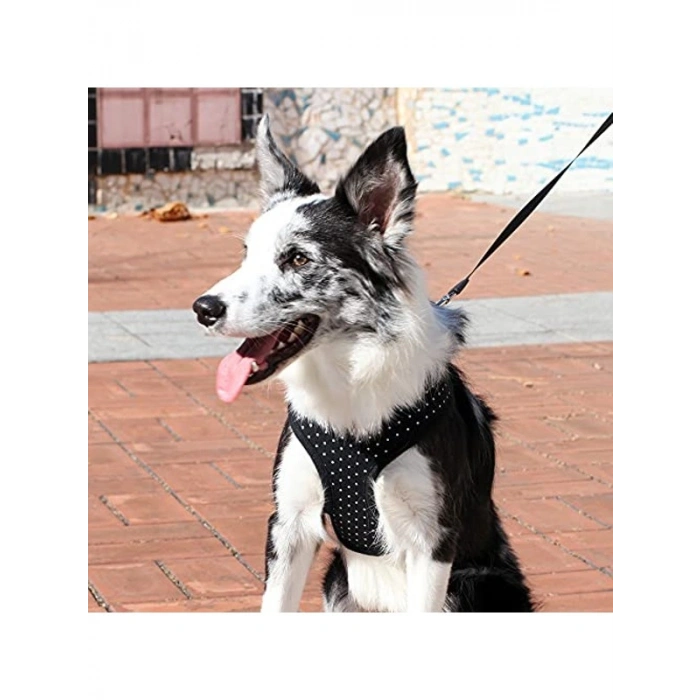 Siyah Renk Large Boy Dotty Tipi Köpek Tasması